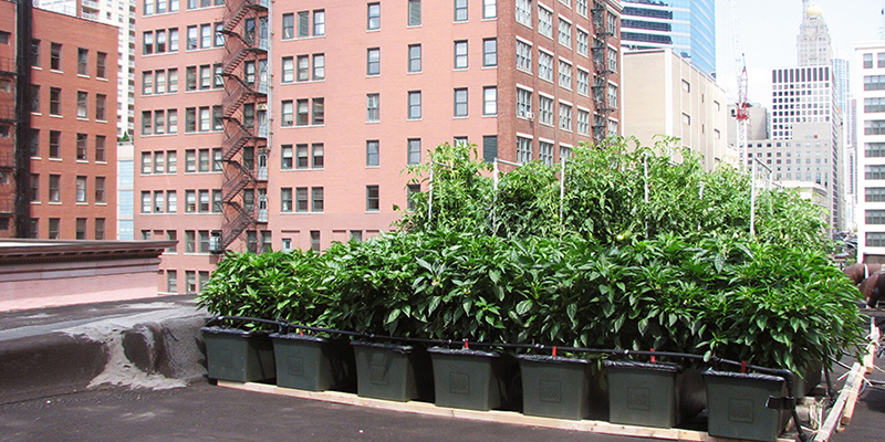 Green Roof Solutions - Earth Box