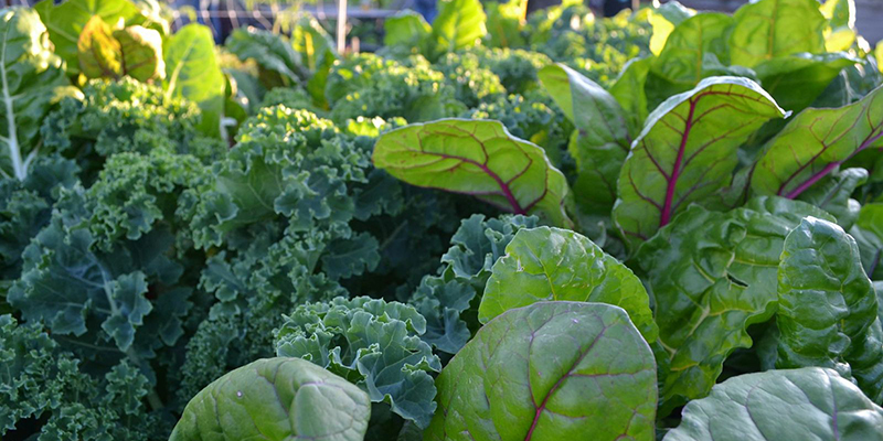 Green Roof Solutions - Rooftop Farms