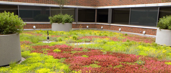 Green Roof Solutions services