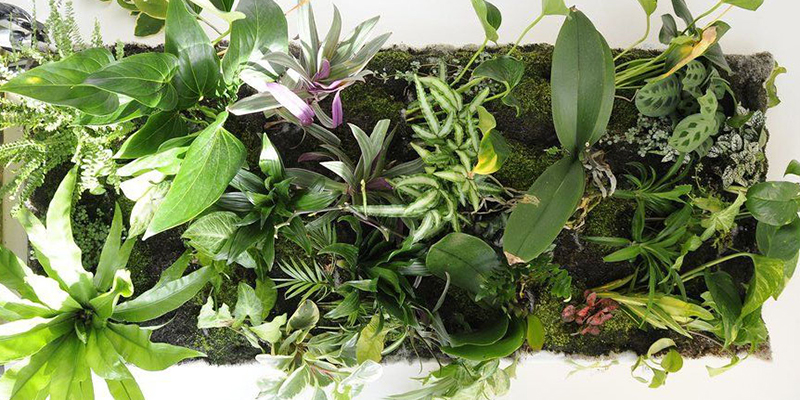Green Roof Solutionsn non-organic mats to store water and allow for root growth in fleece-based living wall systems.