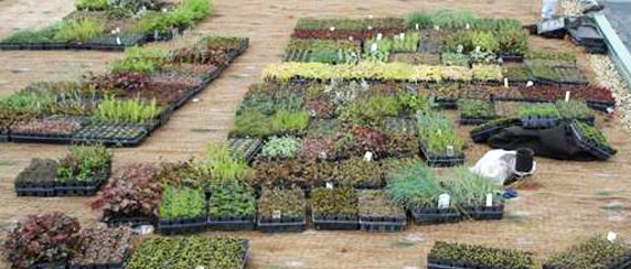 Small nursery grown plants from Green Roof Solutions, available in a variety of species, including sedum varieties like Sedum spurium.