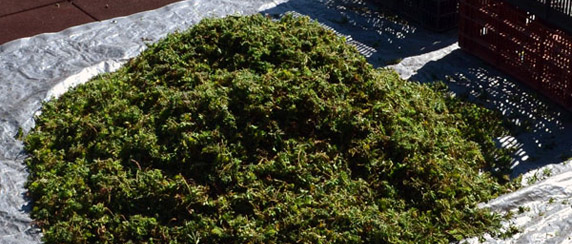 Green Roof Solutions cuttings of sedum, a perennial plant for rooftop gardens. Plant varieties including shade loving plants and flowers.